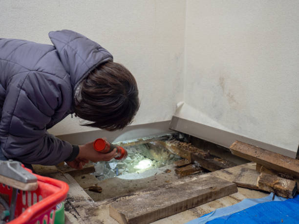 Best Attic Mold Removal  in Boston, GA